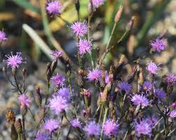 Attēlu rezultāti vaicājumam “Serratula tinctoria flower”