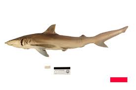 Image result for Carcharhinus isodon