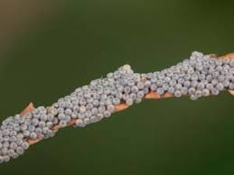 Attēlu rezultāti vaicājumam “Noctua fimbriata imago”