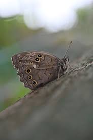Attēlu rezultāti vaicājumam “Lopinga achine underside”