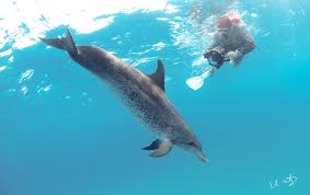 Image result for Durley Dolphin Diver