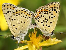 Attēlu rezultāti vaicājumam “Lycaena tityrus underside”