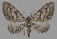 Attēlu rezultāti vaicājumam “Eupithecia pusillata”