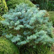 Attēlu rezultāti vaicājumam “Abies mariesii”