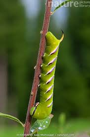 Attēlu rezultāti vaicājumam “Sphinx ligustri larva”
