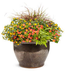 Image result for Sanvitalia procumbens