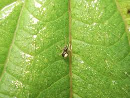 Attēlu rezultāti vaicājumam “Neottiura bimaculata”