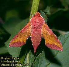 Attēlu rezultāti vaicājumam “Deilephila porcellus”