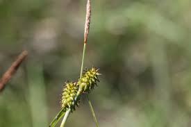 Attēlu rezultāti vaicājumam “Carex lepidocarpa fruit”