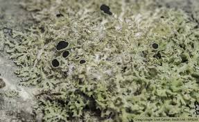 Attēlu rezultāti vaicājumam “Physcia tenella”