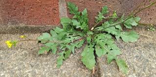 Attēlu rezultāti vaicājumam “Diplotaxis muralis”