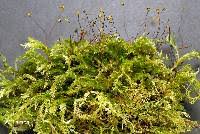 Attēlu rezultāti vaicājumam “Hygroamblystegium varium”