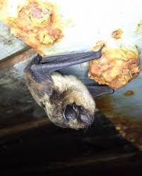 Attēlu rezultāti vaicājumam “Eptesicus nilssonii”