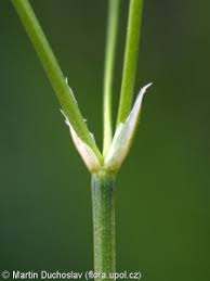 Attēlu rezultāti vaicājumam “Stellaria palustris leaf”