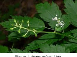 Attēlu rezultāti vaicājumam “Actaea spicata leaf”