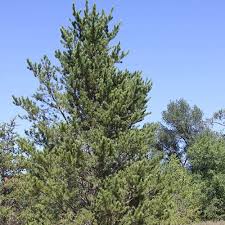 Attēlu rezultāti vaicājumam “Pinus banksiana”