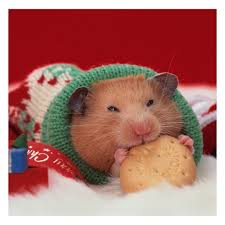 Image result for хомяк