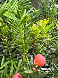 Attēlu rezultāti vaicājumam “Taxus”