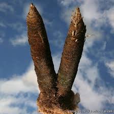 Attēlu rezultāti vaicājumam “Retinia resinella exuvia”