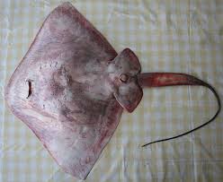 Image result for Megatrygon microps