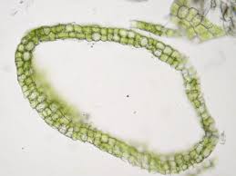 Attēlu rezultāti vaicājumam “Cephalozia connivens”