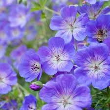 Attēlu rezultāti vaicājumam “Geranium pratense”