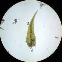 Attēlu rezultāti vaicājumam “Hygroamblystegium tenax”