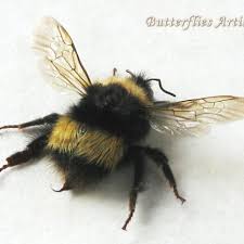 Attēlu rezultāti vaicājumam “Bombus terrestris”