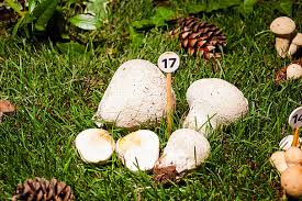 Attēlu rezultāti vaicājumam “Calvatia utriformis”