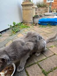 Image result for Longlevens Badminton Club