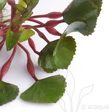 Attēlu rezultāti vaicājumam “Trapa natans leaf”