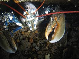 Image result for Prima Sub-Aqua