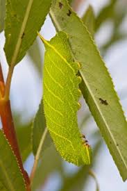 Attēlu rezultāti vaicājumam “Laothoe populi larva”