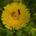 Attēlu rezultāti vaicājumam “Hypochaeris maculata”