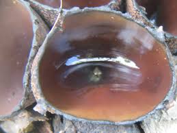 Attēlu rezultāti vaicājumam “Craterium sp.”