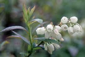 Attēlu rezultāti vaicājumam “Vaccinium uliginosum flower”