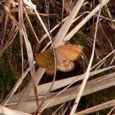 Attēlu rezultāti vaicājumam “Epirranthis diversata”