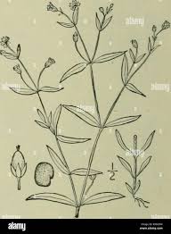 Attēlu rezultāti vaicājumam “Stellaria crassifolia”