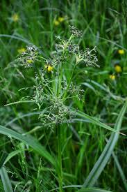 Attēlu rezultāti vaicājumam “Scirpus sylvaticus flower”