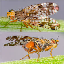 Attēlu rezultāti vaicājumam “Tephritidae”