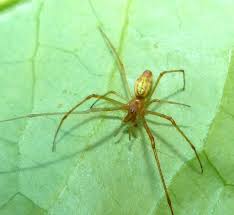 Attēlu rezultāti vaicājumam “Tetragnatha montana”