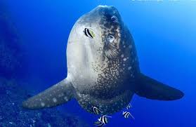 Image result for Mola alexandrini