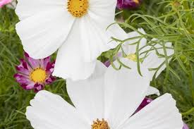 Image result for Schmuckkörbchen