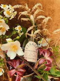 Attēlu rezultāti vaicājumam “Cerasus flower”