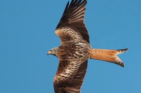 Image result for Kite Ireland