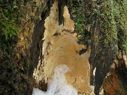 Attēlu rezultāti vaicājumam “Perenniporia medulla-panis”