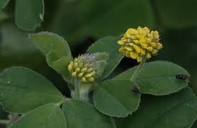 Attēlu rezultāti vaicājumam “Medicago lupulina leaf”