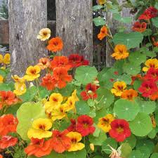 Image result for Tropaeolum minus