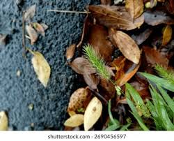 Attēlu rezultāti vaicājumam “Setaria viridis leaf”