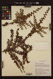 Attēlu rezultāti vaicājumam “Brachypodium sylvaticum fruit”